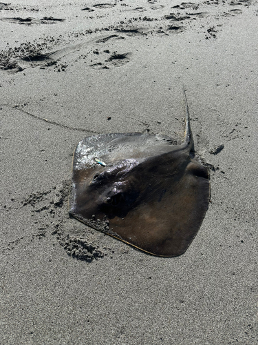 アカエイの釣果