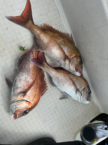 マダイの釣果