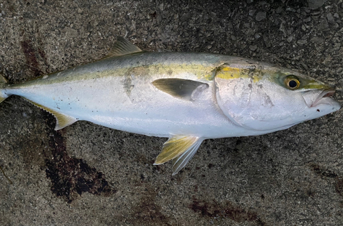 ブリの釣果