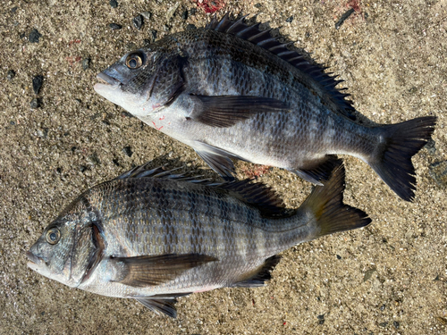 チヌの釣果