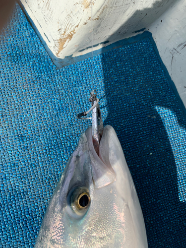 ハマチの釣果