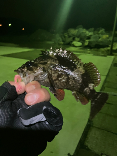 カサゴの釣果