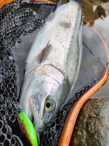 ホウライマスの釣果