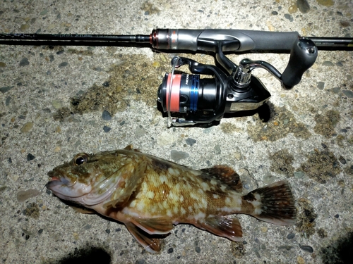 カサゴの釣果