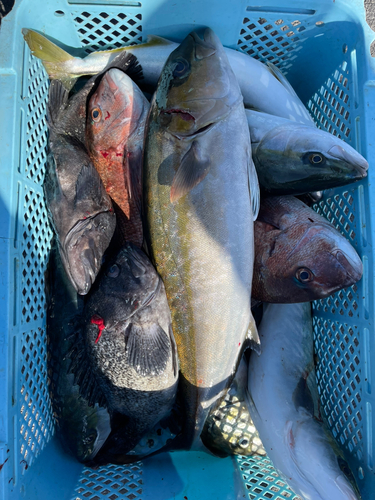 カンパチの釣果