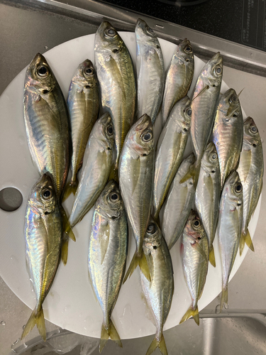 アジの釣果