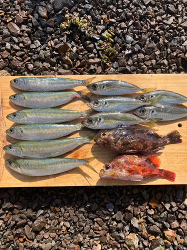 カサゴの釣果