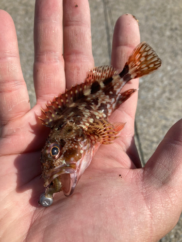 カサゴの釣果