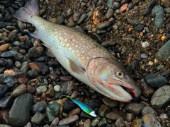 アメマスの釣果