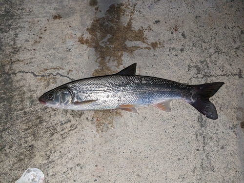 ニゴイの釣果