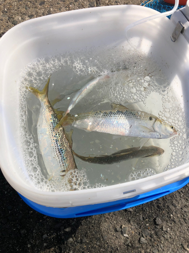 コノシロの釣果