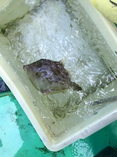 カワハギの釣果