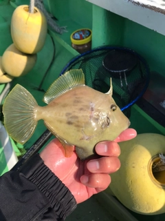 カワハギの釣果