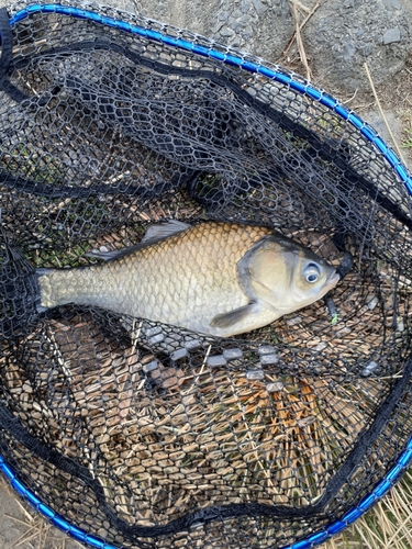 ヘラブナの釣果