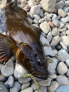 アイナメの釣果