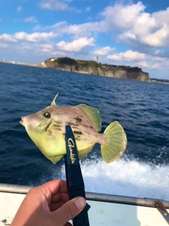 カワハギの釣果