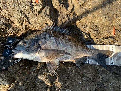 チヌの釣果