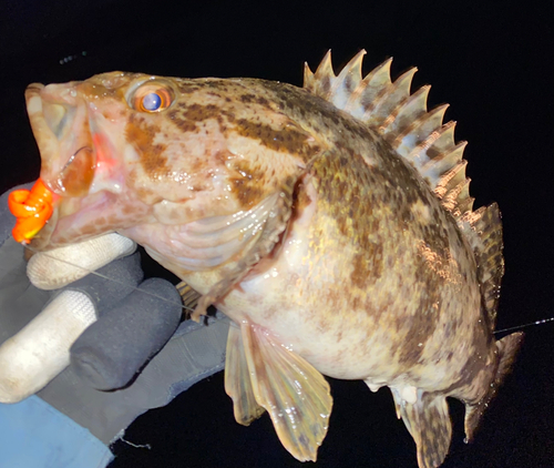 タケノコメバルの釣果