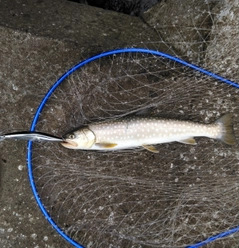 アメマスの釣果