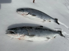 サクラマスの釣果