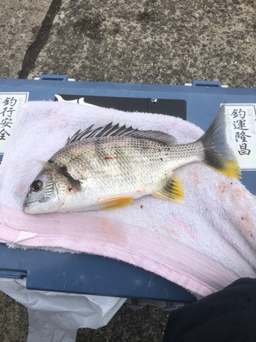 クロダイの釣果