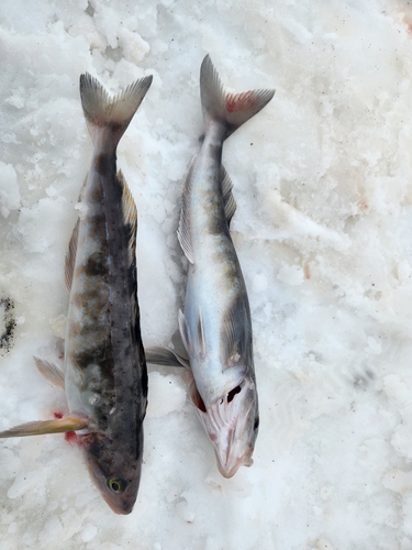 ホッケの釣果