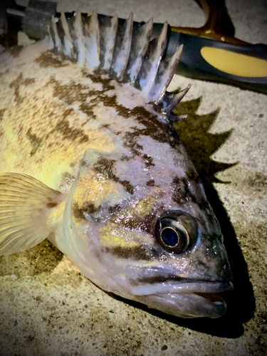 クロソイの釣果