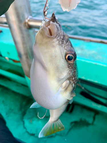 ショウサイフグの釣果