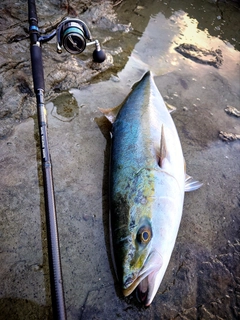 ブリの釣果