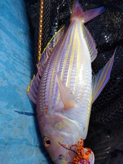 イトヨリダイの釣果