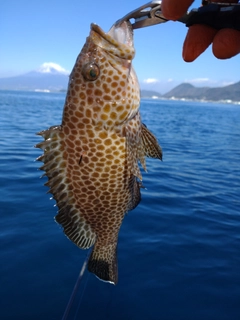 オオモンハタの釣果