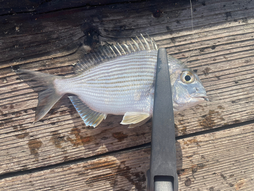 ヘダイの釣果