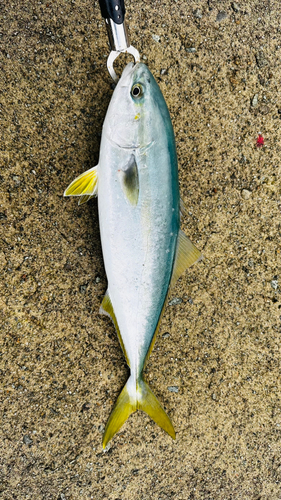 イナダの釣果