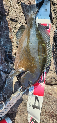 メジナの釣果