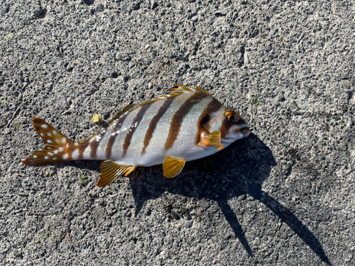 タカノハダイの釣果