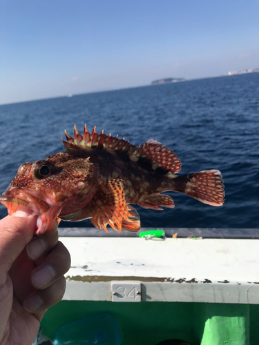 カサゴの釣果