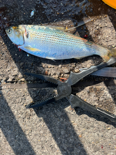 コノシロの釣果