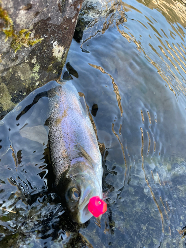 ニジマスの釣果