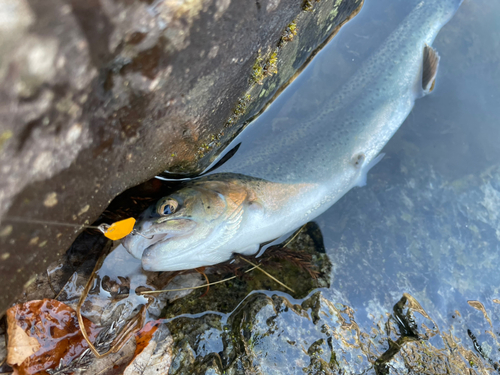 ニジマスの釣果