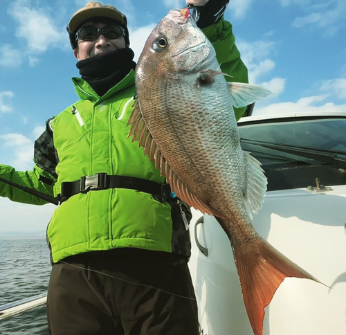 マダイの釣果