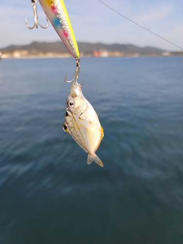 ヒイラギの釣果