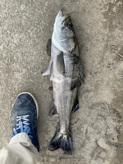 フッコ（マルスズキ）の釣果