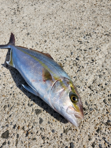 ネリゴの釣果