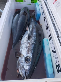 ビンチョウマグロの釣果