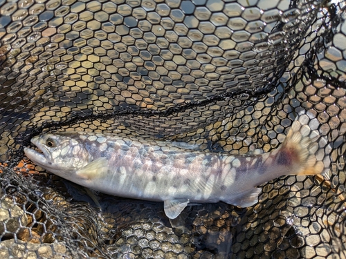 ヤマメの釣果