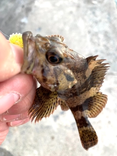 タケノコメバルの釣果