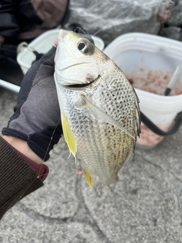 ホシミゾイサキの釣果