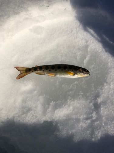 ヤマメの釣果