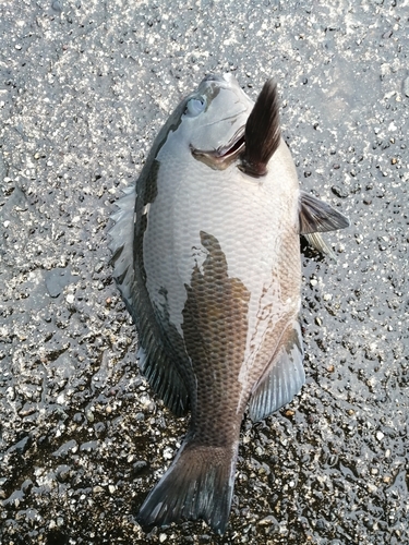 メジナの釣果