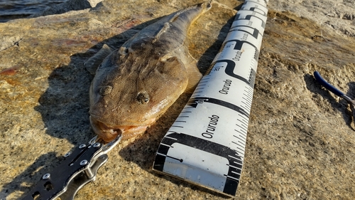 マゴチの釣果